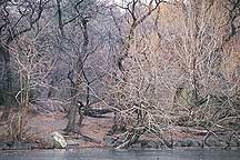 Picture of ŦԼ빫԰ New York City Central Park