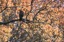 Picture of ŦԼ빫԰ New York City Central Park