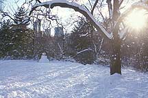 Picture of ŦԼ빫԰ New York City Central Park