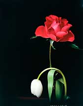 Tulip and Rose,Flower