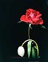 㣬õ Tulip and Rose
