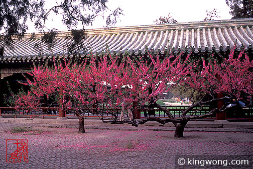 ̳԰ Tiantan (Temple of Heaven) Park