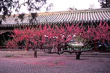 Tiantan (Temple of Heaven) Park,Sample2006