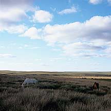 Xilamuren Grassland,Sample2006